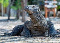 Komodo Dragon