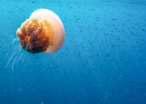 Snorkelling Indonesia