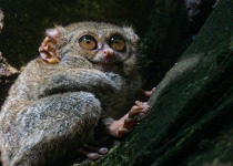 Tarsier