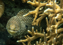 Moray Eel