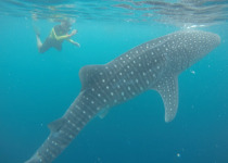 swimming with whale shark