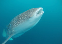 Whale shark