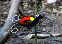 Wilson's Bird-of-Paradise © D Brown