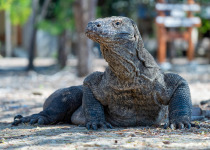 Komodo Dragon