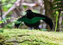 Superb Bird-of-Paradise