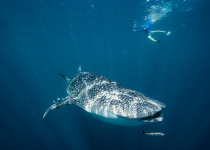 Snorkling with a Whale Shark