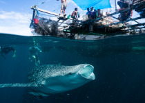 Whale Shark