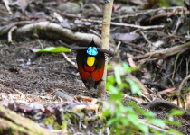 Wilson's Bird-of-Paradise