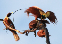 Bird-of-Paradise