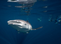 Whale Shark