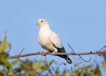 Torresian Imperial-Pigeon