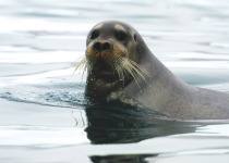 Bearded seal in Arctic