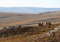 Muskox in arctic tundra