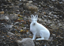 Arctic Hare