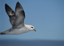 Northern Fulmar flying