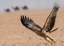 Kuwait raptors tour image