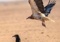 Kuwait raptors tour image