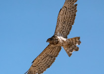 Kuwait raptors tour image