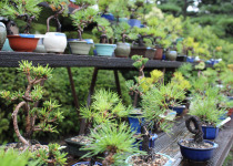 Takamatsu is a Japanese city on the island of Shikoku famous for Bonsai cultivation