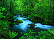Aomori fresh green Oirase mountain stream