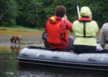 bear watching from zodiac