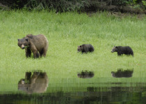 Grizzly bear and cubs