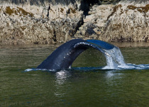Humpback tail © Neil Shearar