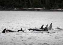 Orca pod