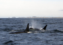 Transient orcas © E Boyle