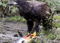 Eagle and salmon