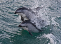 Pacific white-sided dolphins