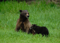 bear and cubs