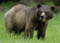 Grizzly bear eating grass