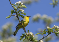 Blue-winged Warbler