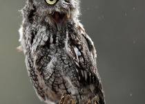 Eastern Screech-owl