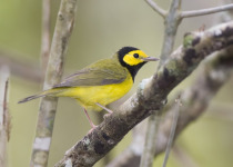 Hooded Warbler