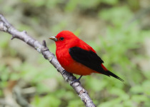 Scarlet Tanager