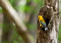 Prothonotary Warbler