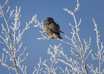 Forest Winter Owl Photography Tour 2026: Quest for Great Grays and Hawk Owls