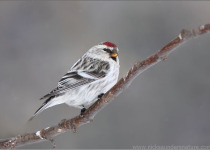 Forest Winter Owl Photography Tour 2026: Quest for Great Grays and Hawk Owls