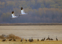 Last Mountain Lake Bird Sanctuary Tour with 2 great options from Saskatoon or Regina