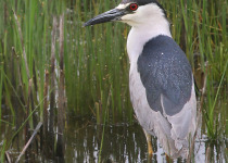 Last Mountain Lake Bird Sanctuary Tour with 2 great options from Saskatoon or Regina