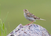 Last Mountain Lake Bird Sanctuary Tour with 2 great options from Saskatoon or Regina