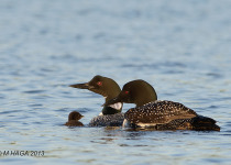 Prince Albert National Park Birding Tour from Saskatoon, Regina or Prince Albert – Best Forest birds in 2026