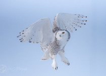 Snowy Owl Photo Tours – Great options for Winter 2026-2027
