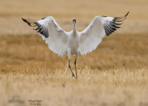 Whooping Crane and Sandhill Crane Tours: 4 exciting options
