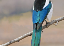 Forestry Farm Park Bird Walk – birding in Saskatoon’s best wooded park