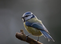 Saskatoon Riverbank Guided Bird Walk – visit Saskatoon’s best bird-rich habitat in 2026