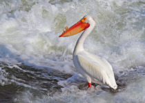 Weir Birding and Walking Tour in Saskatoon’s river valley 2026