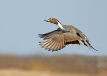 Chappell Marsh Birding and Hiking Tour
